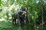 Walking through the jungle with elephants