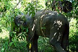 Walking through the jungle with elephants