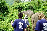 Walking through the jungle with elephants
