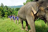 Walking through the jungle with elephants
