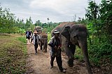Walking through the jungle with elephants