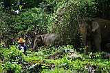 Walking through the jungle with elephants