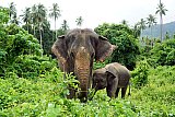 Walking through the jungle with elephants