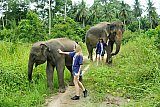 Walking through the jungle with elephants