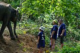 Walking through the jungle with elephants