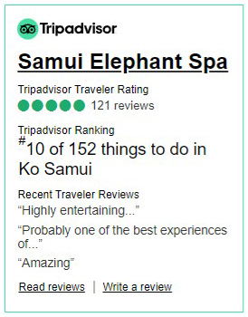 tripadvisor